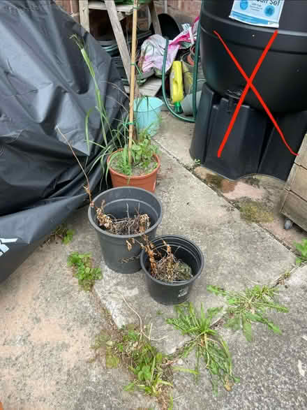 Photo of free Plastic plant pots all sizes (Didsbury M20) #3