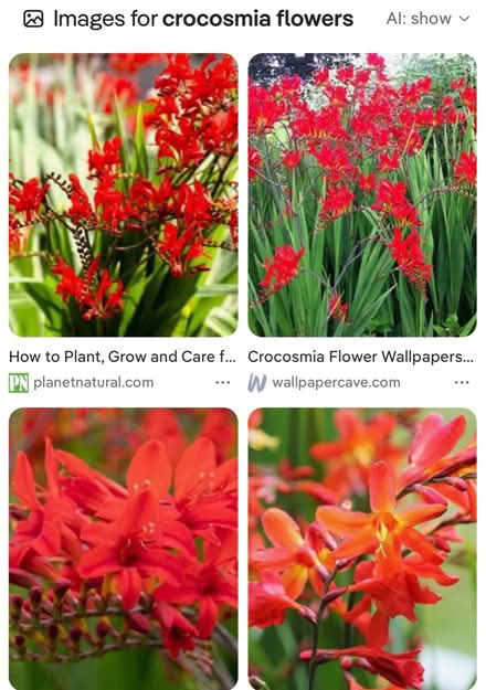 Photo of free Crocosmia bulbs (Berkeley) #1