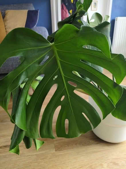 Photo of free Monstera (Buckstone EH10) #4