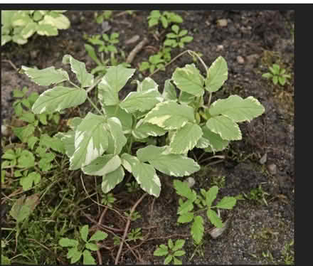 Photo of Ground Elder (Atla Vista) #1