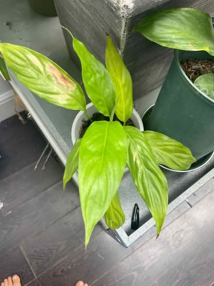 Photo of free Spider plants and peace lily (Maldon CM9) #2