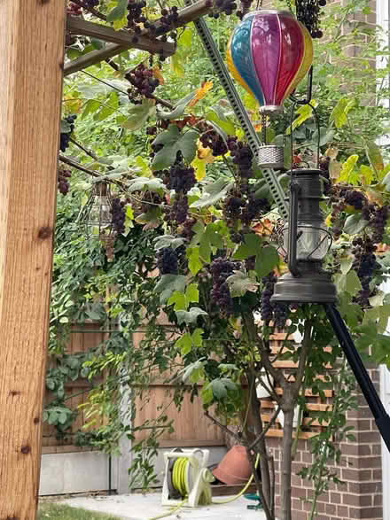 Photo of free Red grapes (Bethnal Green E2) #2