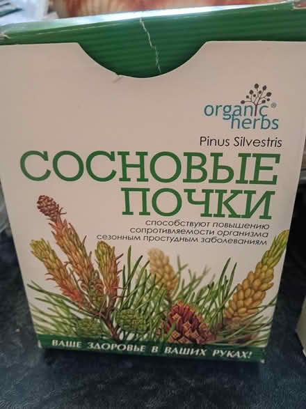 Photo of free Pine needle tea (South Keys) #1