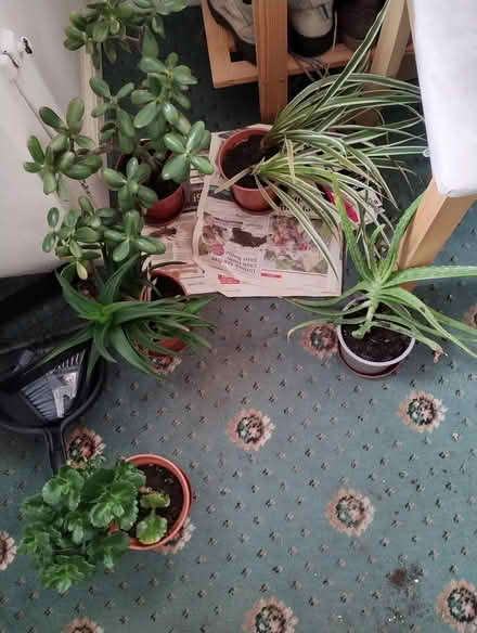 Photo of free House plants (Aigburth L17) #1
