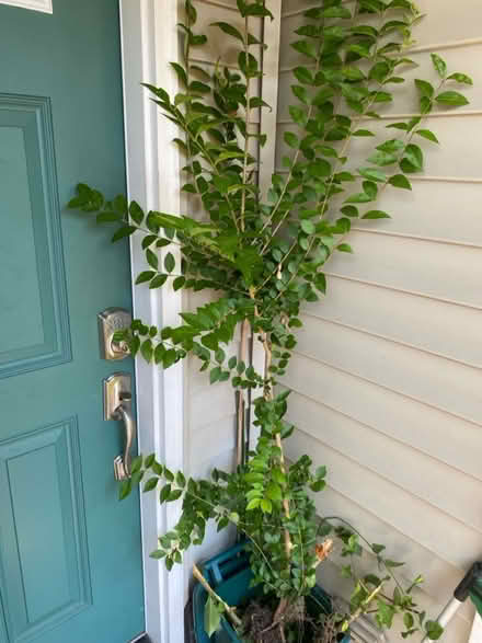 Photo of free California Privet volunteer (Greenwood) #1
