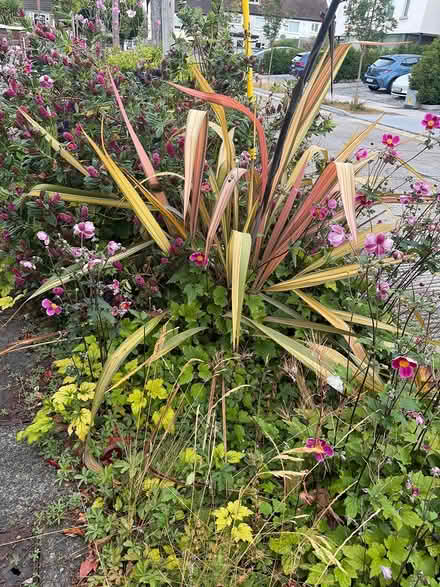 Photo of free Four New Zealand Flax plants (Dublin cabinteely) #2
