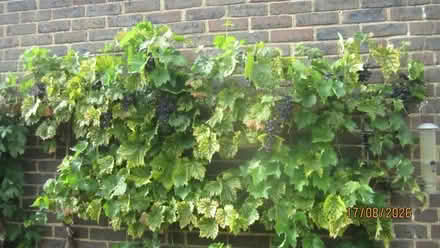 Photo of free grapes (Portslade BN41) #1