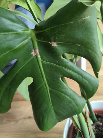 Photo of free Monstera (Buckstone EH10) #3
