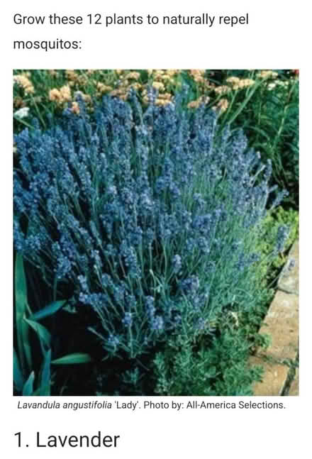 Photo of mosquito repelling plants (60506) #2