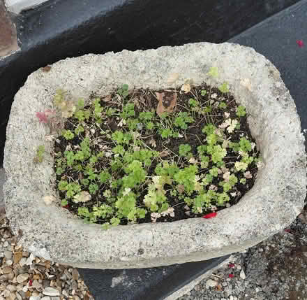 Photo of free Small planter (Sheffield S12) #2