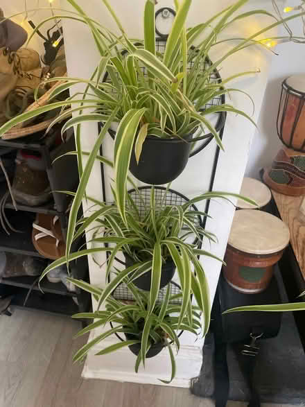 Photo of free Spider plants and peace lily (Maldon CM9) #3