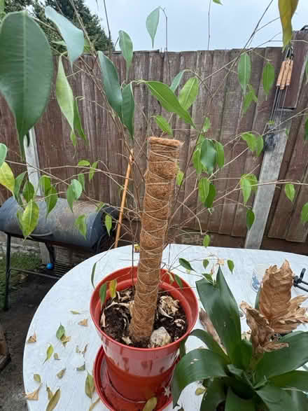 Photo of free 3 plants needs tlc (Leeds LS8) #3