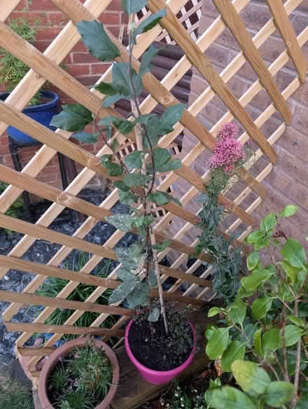 Photo of free Apple Tree (Cranham Gate GL3) #1