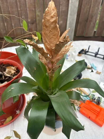 Photo of free 3 plants needs tlc (Leeds LS8) #2