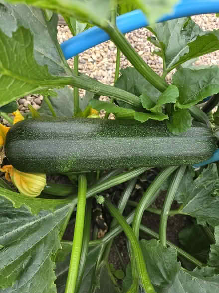 Photo of free Marrow (Dronfield, S18) #1