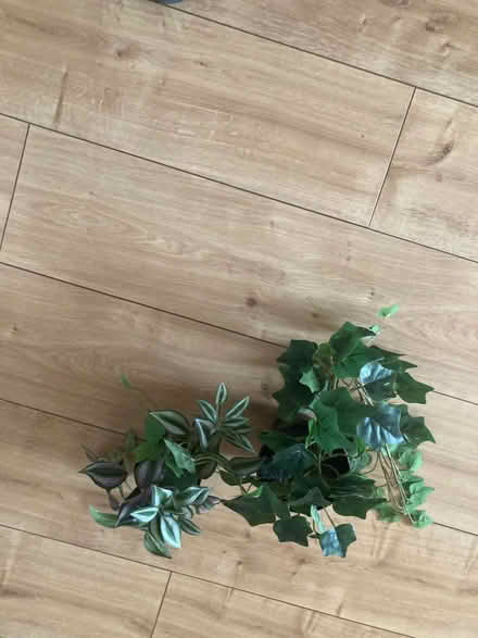 Photo of free Artificial plants (Tottenham N18) #1