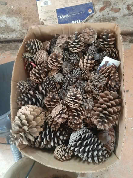 Photo of free Fir cones (Chester) #1