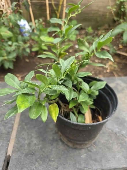 Photo of free Shrub rooted cutting (Bovingdon) #1