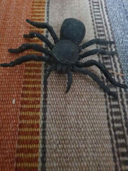 Photo of free Plastic spider (Fishponds BS16) #1