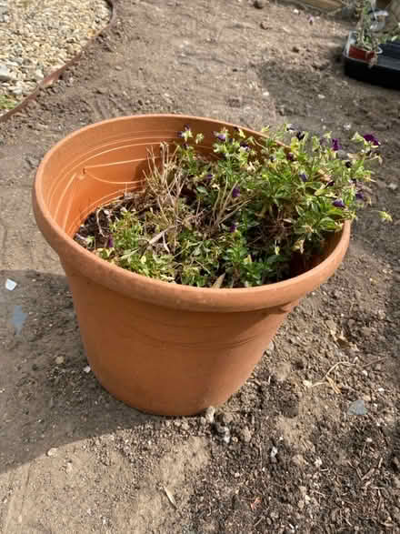 Photo of free Assorted Garden Bits (Faversham ME13) #4