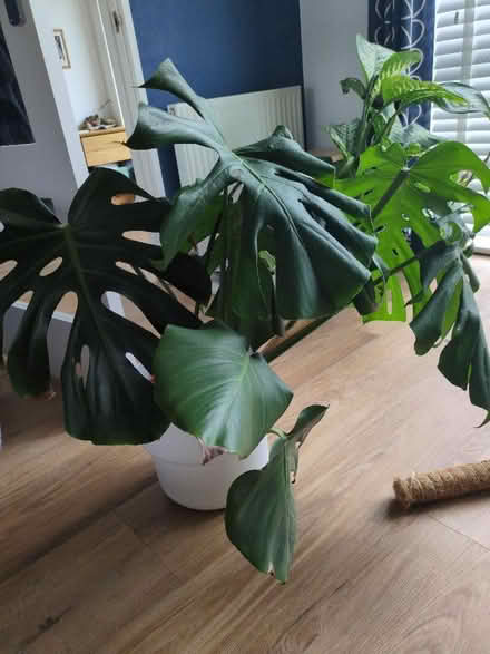 Photo of free Monstera (Buckstone EH10) #1