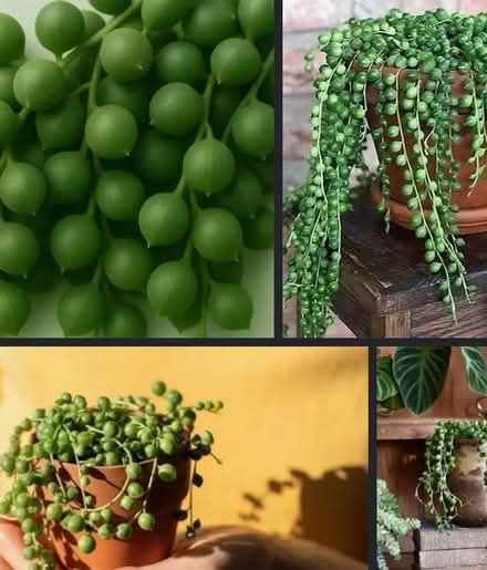 Photo of String of Pearls (Nobold SY3) #1