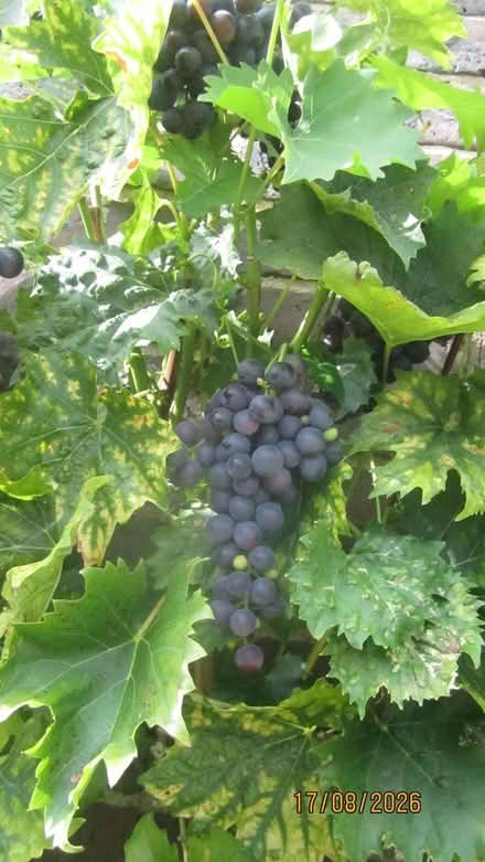 Photo of free grapes (Portslade BN41) #3