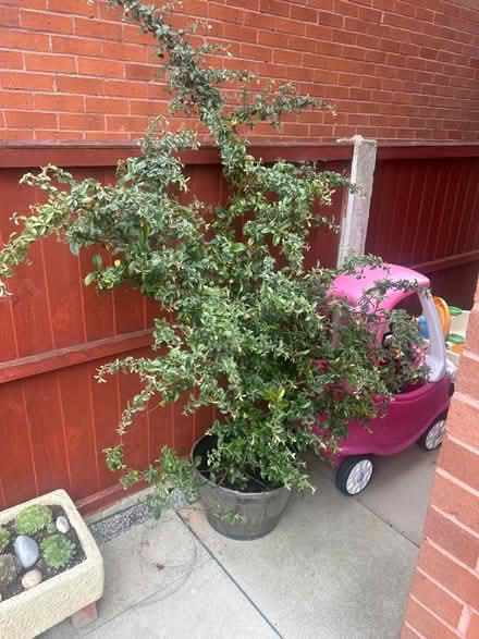 Photo of free Garden plant (Westbrook WA5) #1