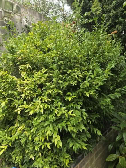 Photo of free Shrub rooted cutting (Bovingdon) #2