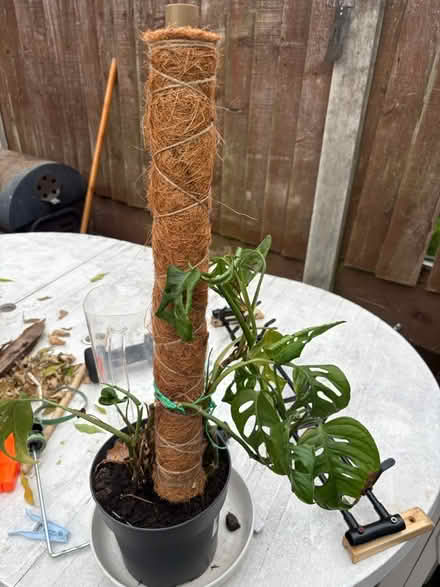 Photo of free 3 plants needs tlc (Leeds LS8) #1