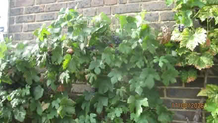 Photo of free grapes (Portslade BN41) #2