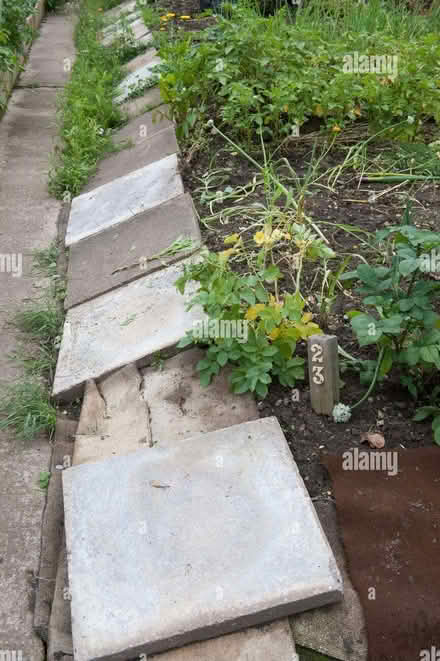Photo of Old Paving Slabs (for my allotment) (Twyford RG10) #1