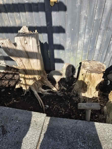 Photo of free Wood (Ebbw vale, Rassau NP23) #2