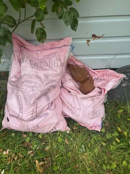 Photo of free Fresh coconuts (Gladestry HR5) #1