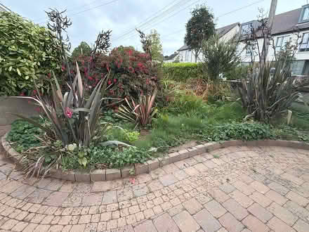 Photo of free Four New Zealand Flax plants (Dublin cabinteely) #1