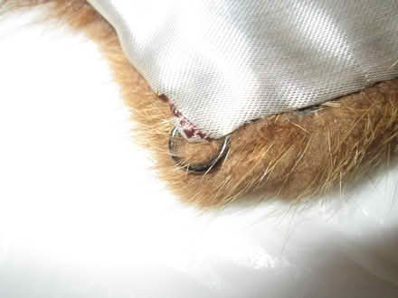 Photo of free real fur collar (Old Ottawa South) #4