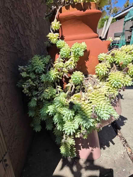 Photo of free Cuttings (South Bay) #1