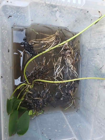 Photo of free Water lilies (Larkhall, bath BA1) #1