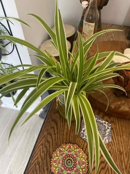 Photo of free Spider plants and peace lily (Maldon CM9) #1