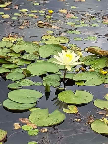 Photo of free Pond Lilies (Seaside BN22) #1