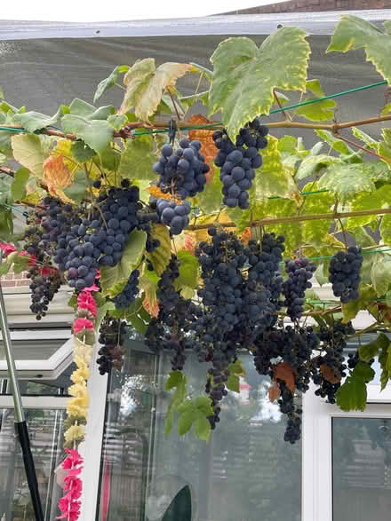 Photo of free Red grapes (Bethnal Green E2) #1