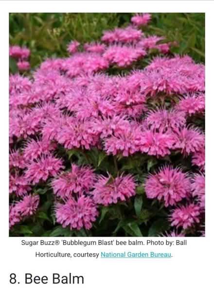 Photo of mosquito repelling plants (60506) #1