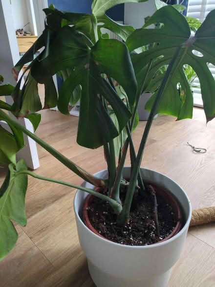 Photo of free Monstera (Buckstone EH10) #2