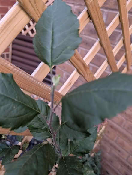Photo of free Apple Tree (Cranham Gate GL3) #2