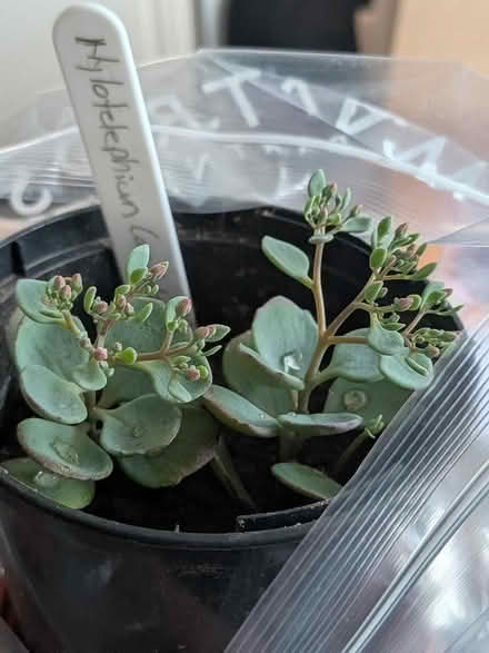 Photo of free Houseplant "creeping coins" (Castlepoint BH8) #1