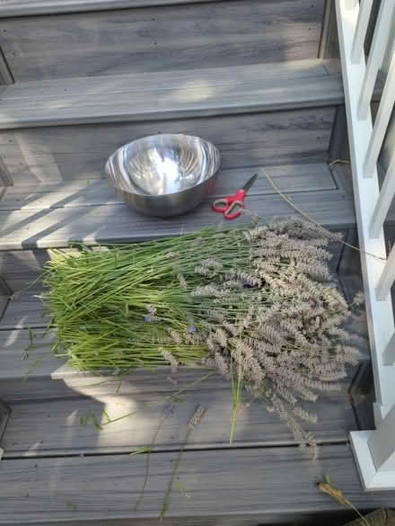 Photo of free Lavender (Gatewood) #1