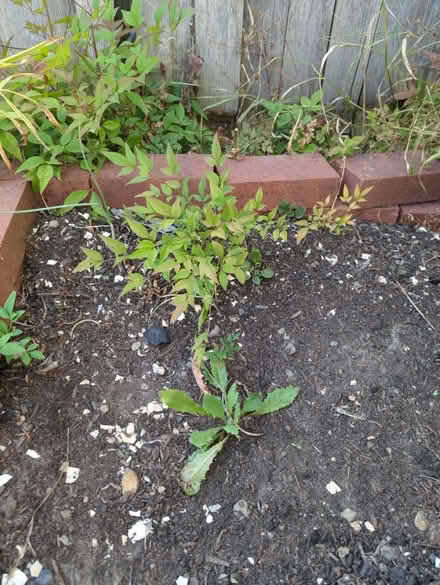 Photo of free Heavenly bamboo (Gatewood) #1