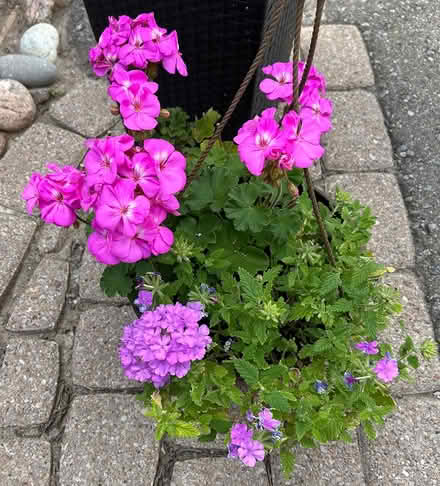 Photo of free Gorgeous Geraniums (Erin Mills) #1