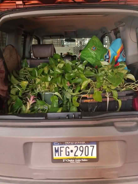 Photo of free 12x 8" pothos (Mt Rainier MD) #1