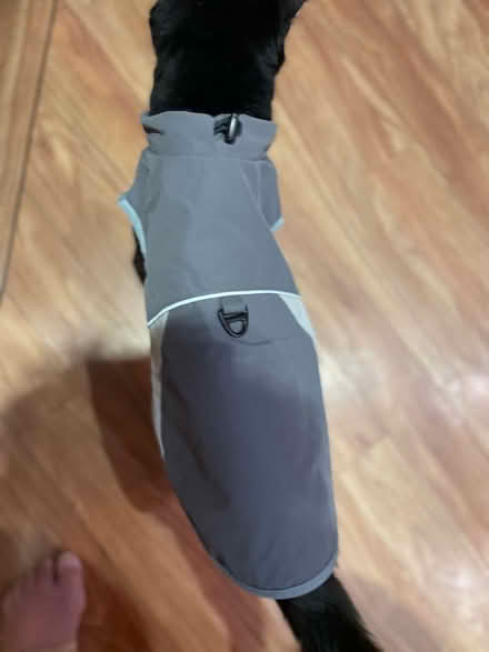 Photo of free dog/cat coat (Sole Street DA13) #2